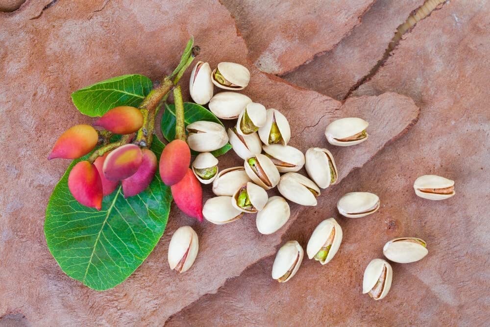 10 Pistachio Nut Tree Seeds for Planting – Pistacia Vera
