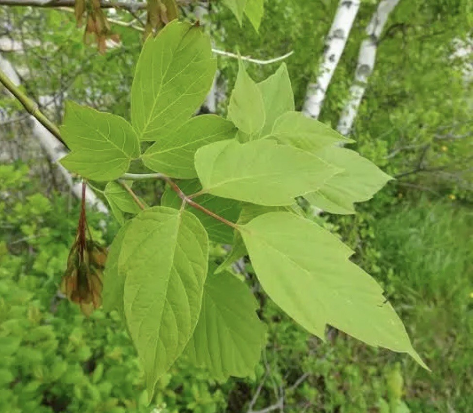 Box Elder Maple Tree seeds – Acer negundo 50+ seeds Planting Outdoors