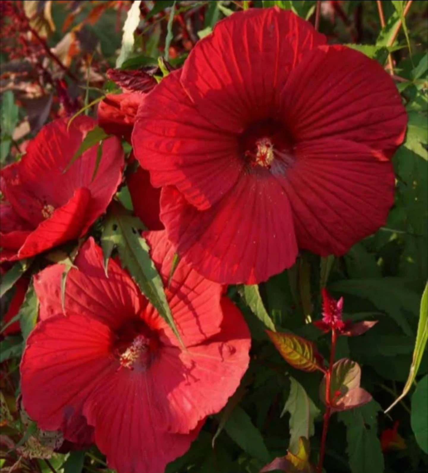 Cold Hardy Red Hibiscus, 15 seeds