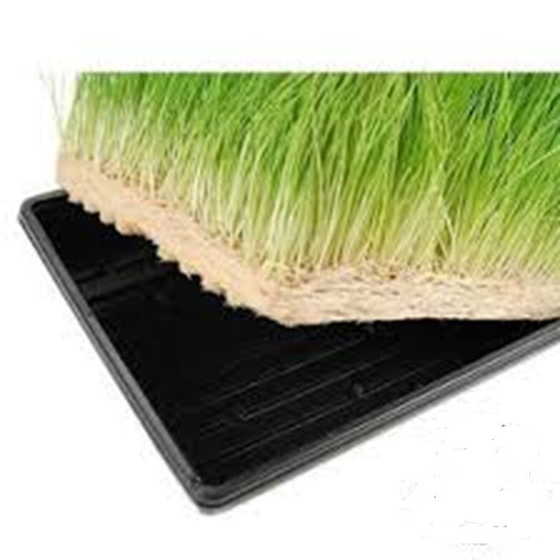 Cat Grass Seeds choose Rye, Oat or Blend seeds Quick Growth FAST Free Shipping