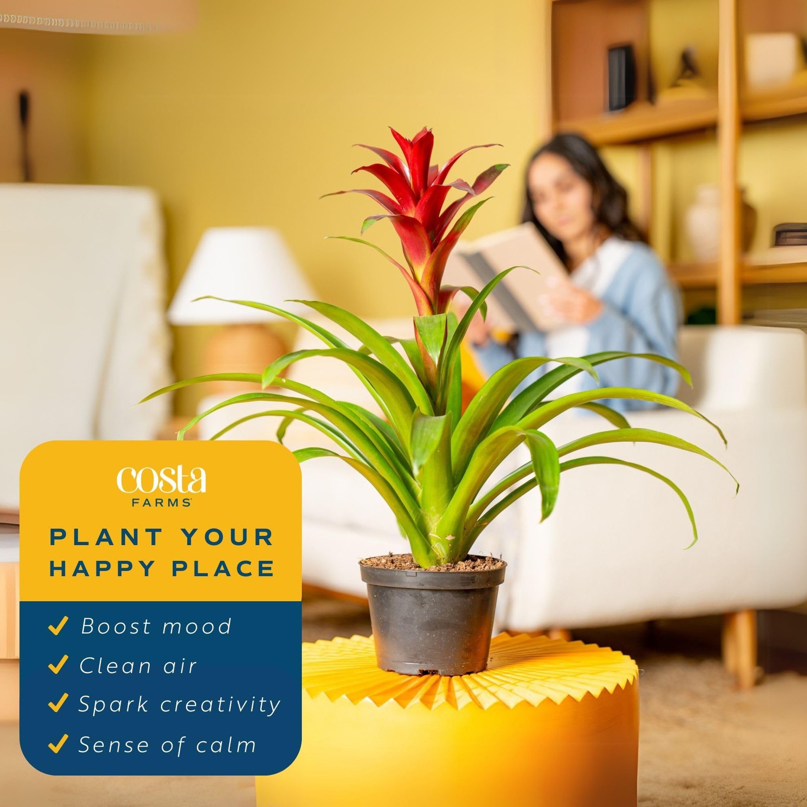 Bromeliad Live Plant | Blooming Flowers, 20-Inches Tall | Live Indoor Housepl…
