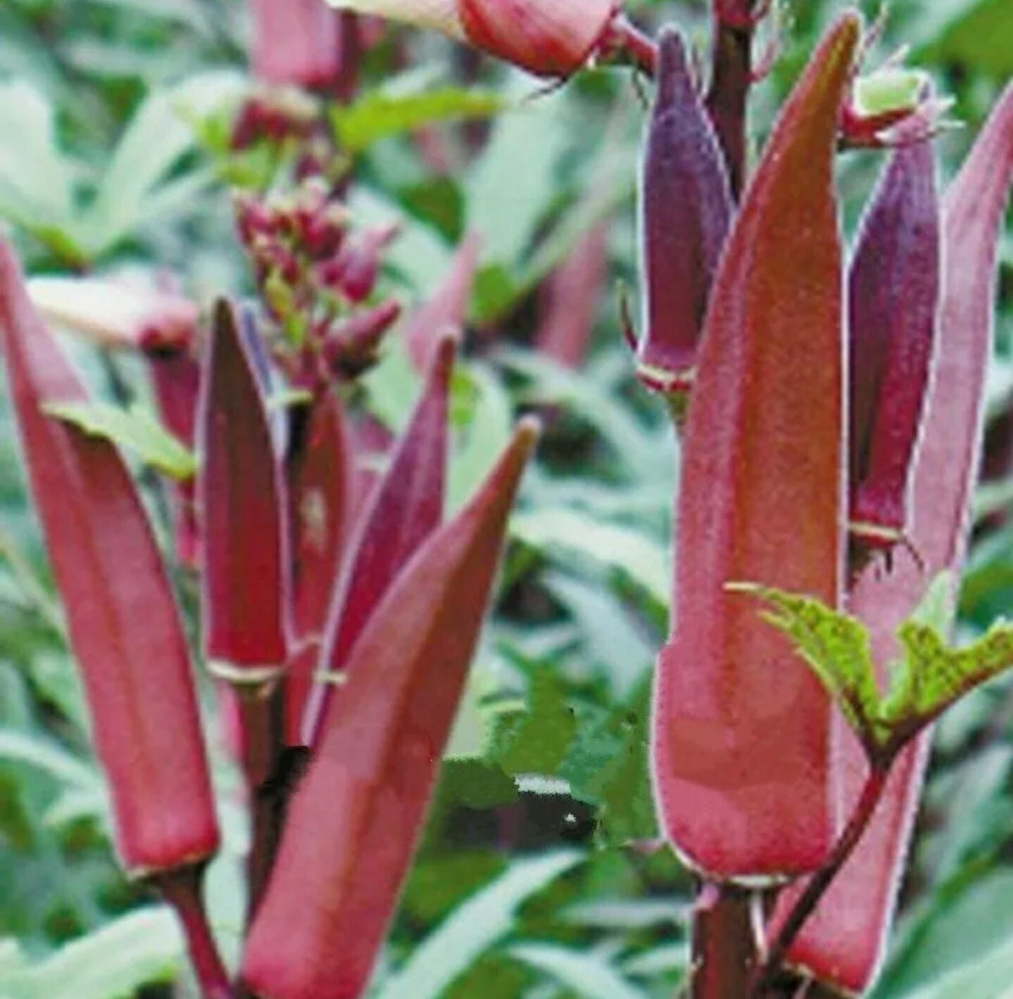 50+ Red Burgundy Okra Seeds (Abelmoschus Esculentus)