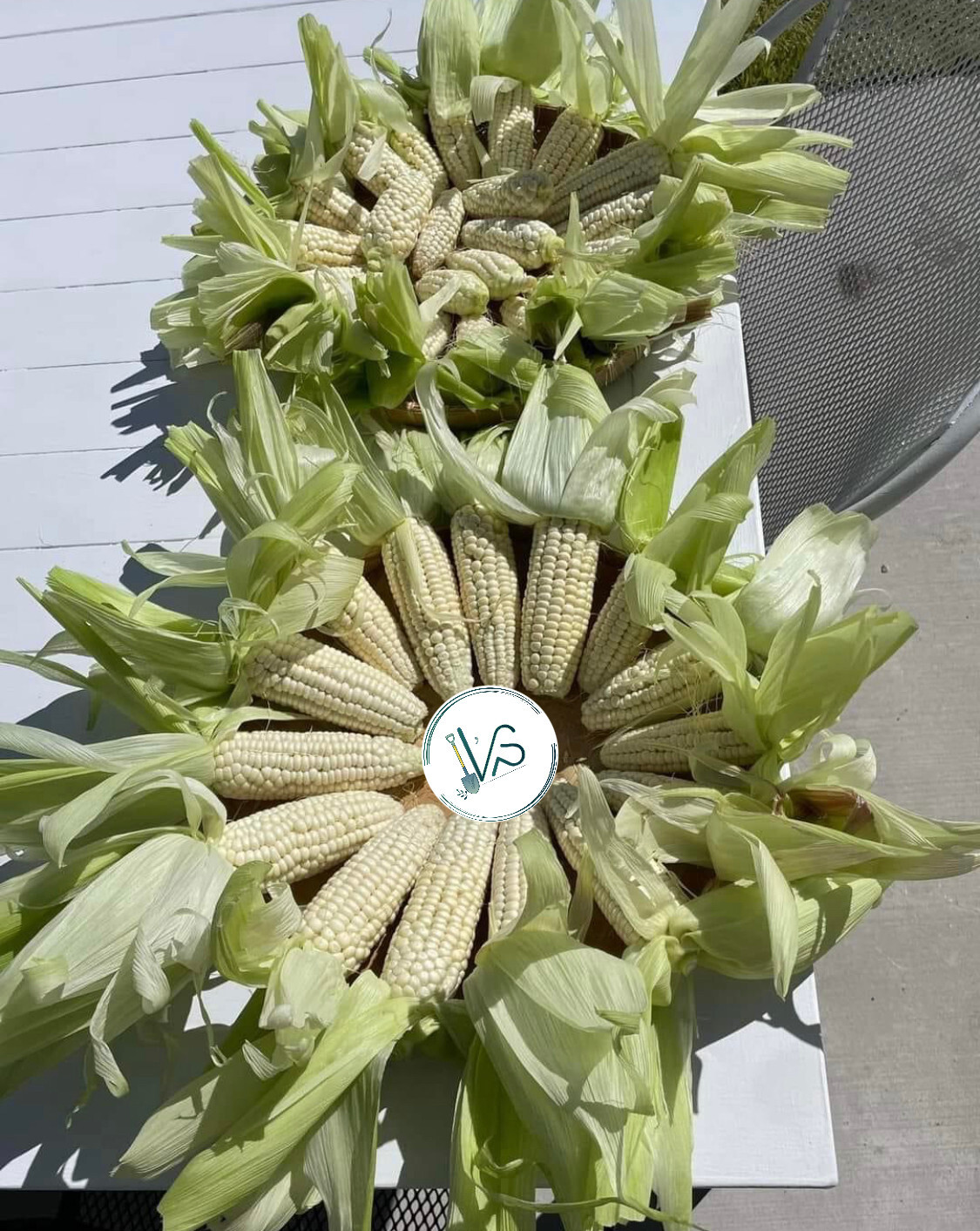 10GR = 30+ PCS WAXY CORN WHITE EXTRA STICK SEEDS , BẮP NẾP NÙ SIÊU DẺO, 糯玉米