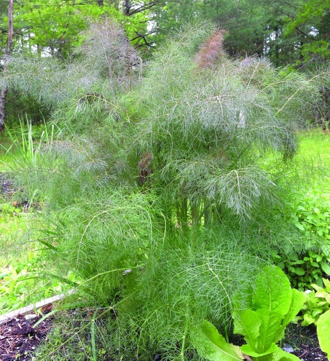 75 Bronze Leaf Fennel seeds