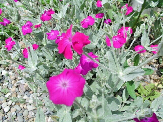 40 ROSE CAMPION SEEDS Lychnis coronaria – rose-pink trumpet shaped flowers