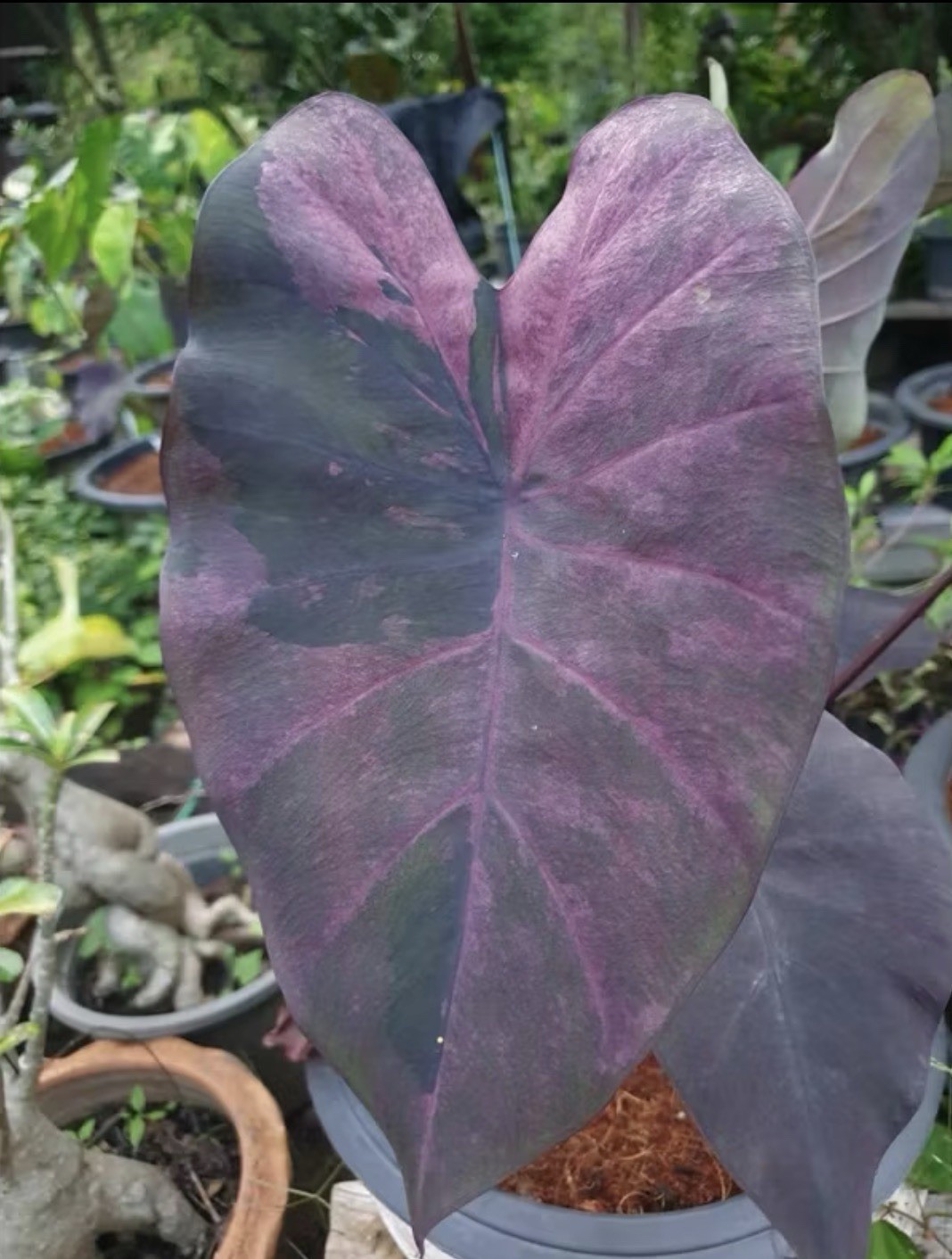 AUTHENTIC Colocasia Emerald Magenta 1 bulb