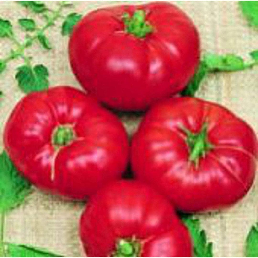 Box Car Willie Tomato Seeds (((25 Seed Packet))) (More Heirloom, Organic, Non GM