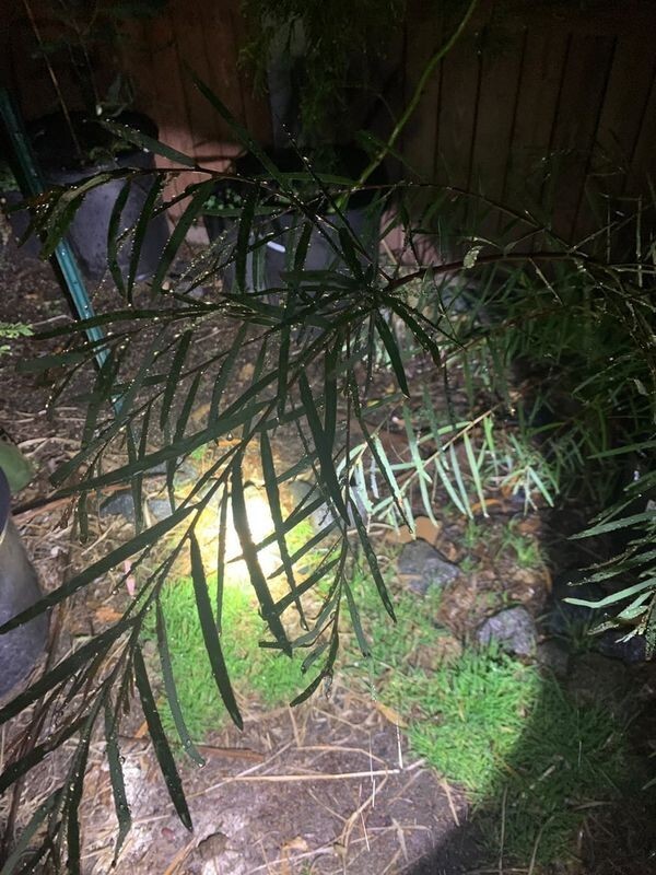 Acacia hemiteles Seeds – “Tan Wattle”