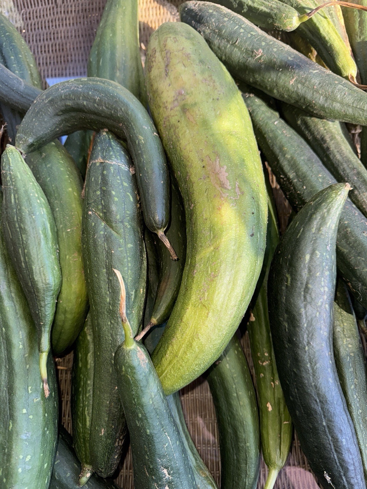 25+ Luffa Sponge Gourd Seeds, Vegetable Sponge, Dishcloth Gourd, NON-GMO