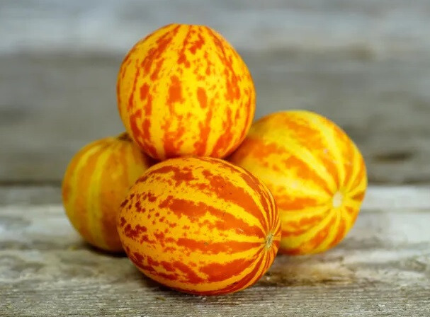 Victorian pocket melon Cucumis melo var. dudaim Plum Granny 10 seeds