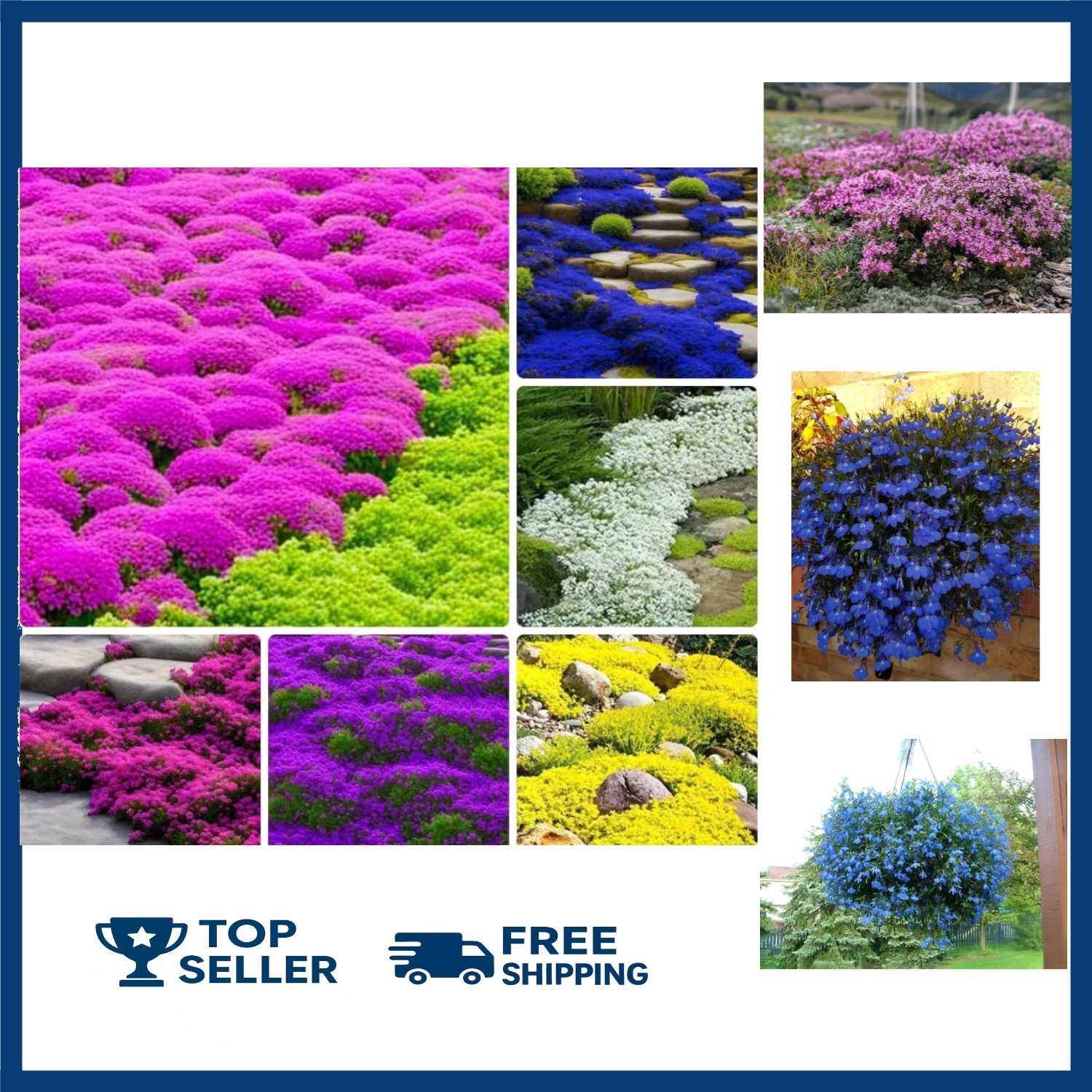 10000+ Mix Creeping Thyme Seeds Wild Creeping Thyme Seeds for Planting