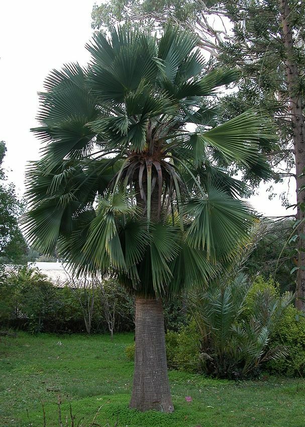 Brahea edulis GUADALUPE PALM – Cold Hardy – Seeds!