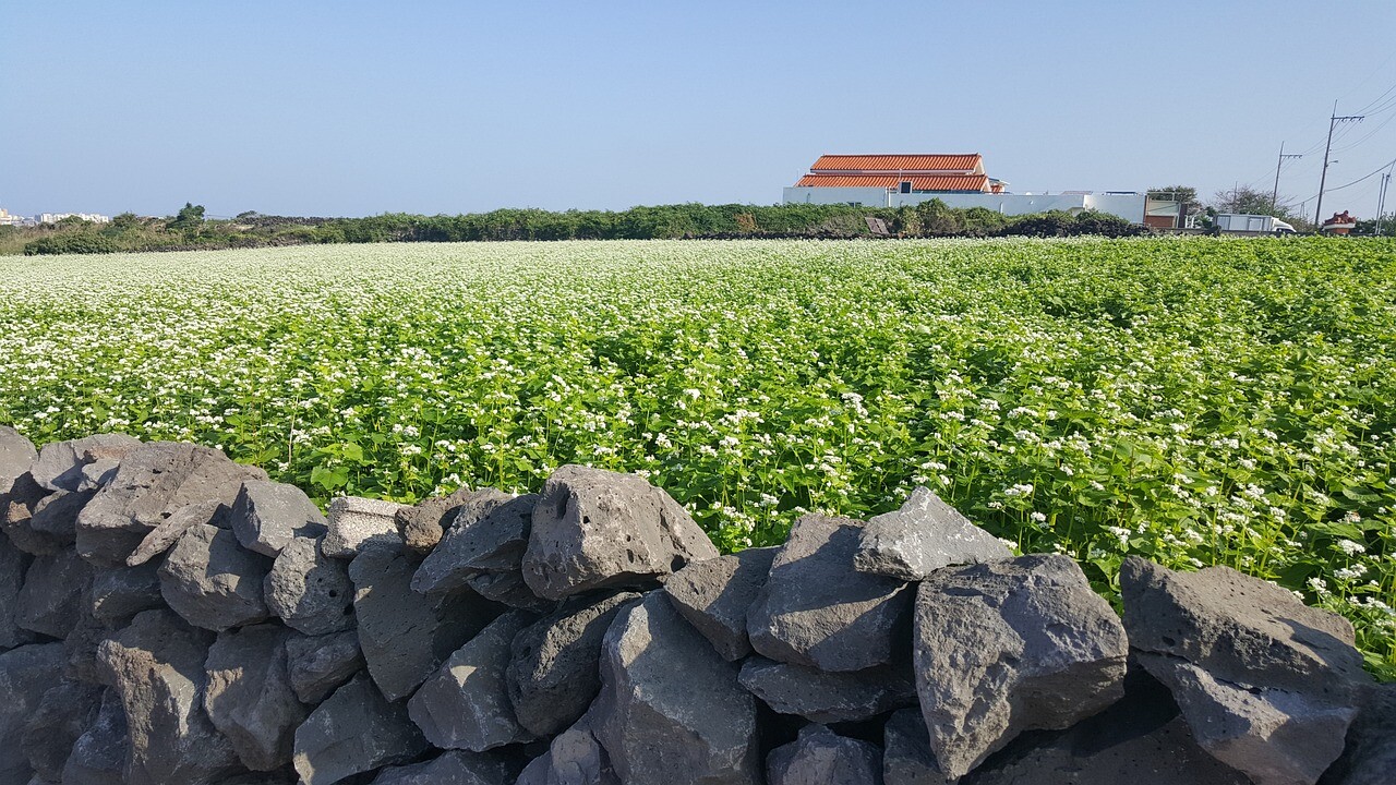 Buckwheat Seeds – Nutrient-Dense, Fast-Growing Green Manure & Cover Crop