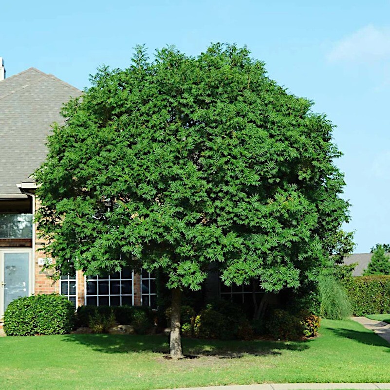 10 Chinese Pistachio Pistache, Pistacia chinensis Tree Seeds Hardy Bonsai Plant