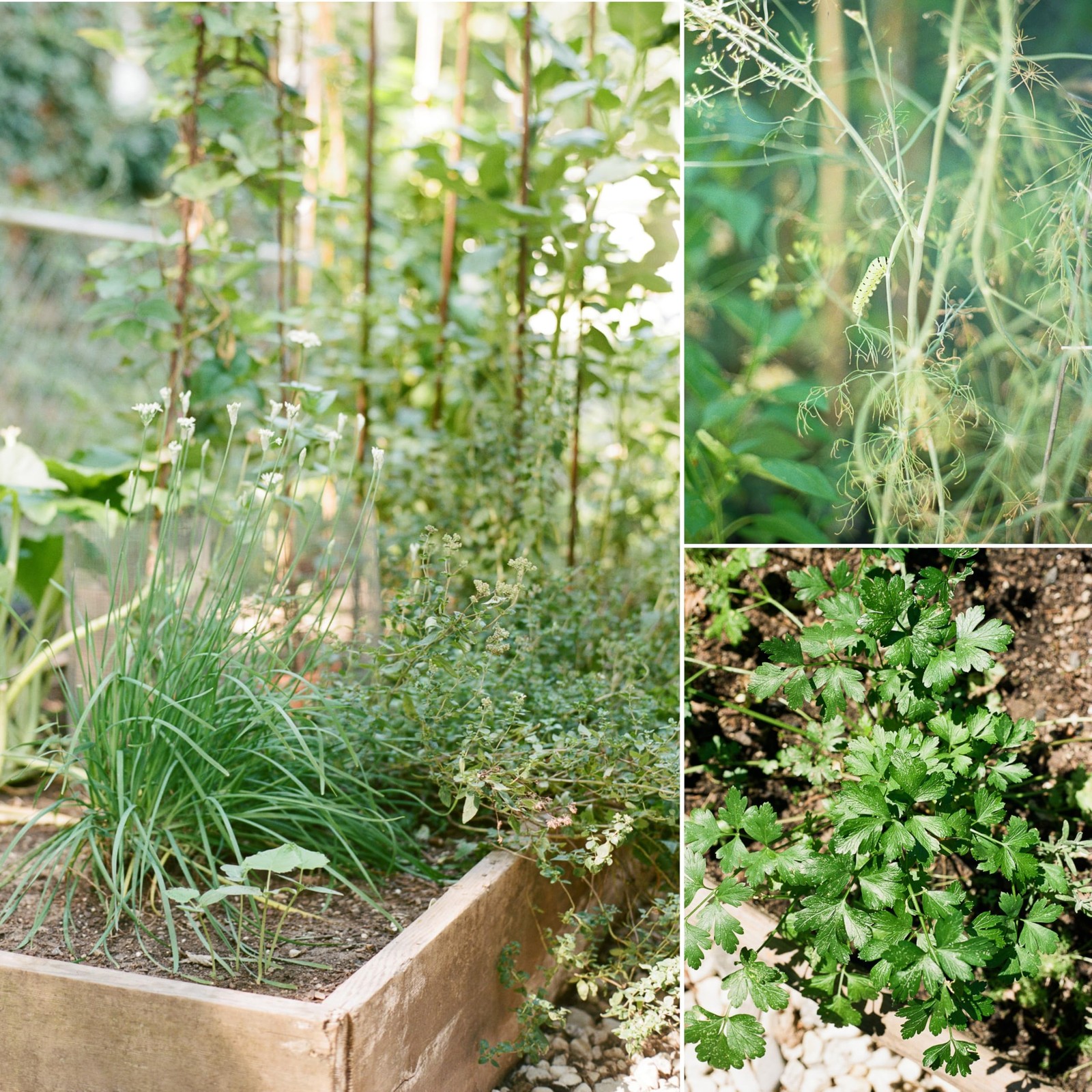 Certified Organic Herb Seeds (20-Pack) – Non GMO, Heirloom – Seed Starting Video