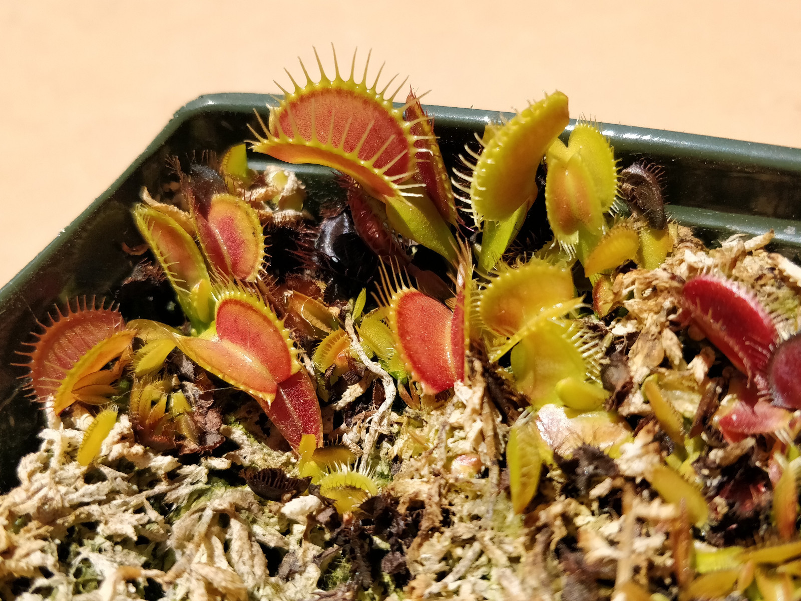 20 freshly harvested(2023 July)assorted named cultivar cross Venus Flytrap seeds
