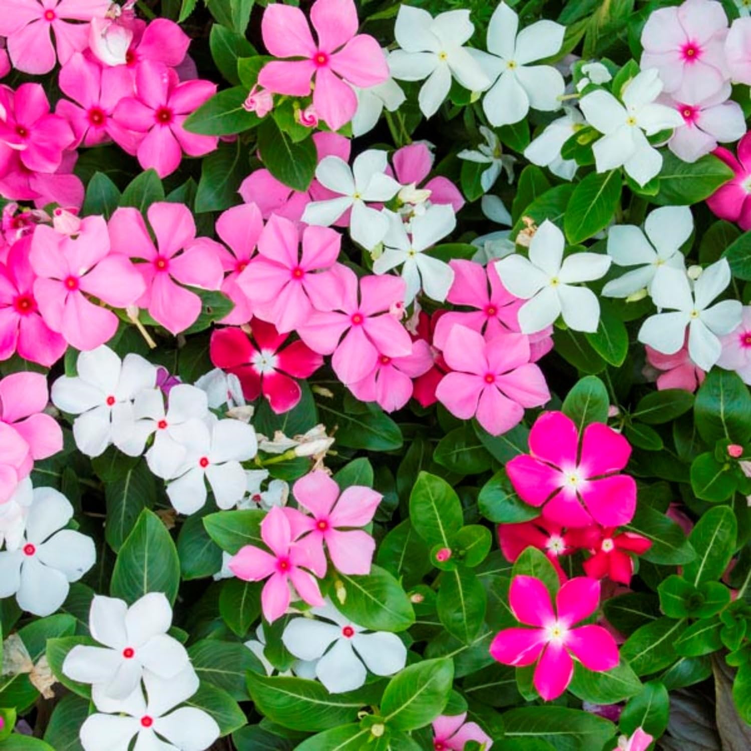 1100+ Perennial Vinca Periwinkle Flower Seed for Planting Outdoor-Non-GMO Hei