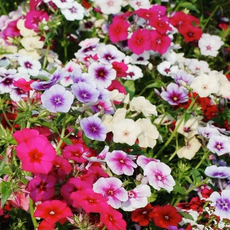 1200+ Mixed Phlox – Creeping Perennial Ground Cover – Popstars Phlox Creeping C