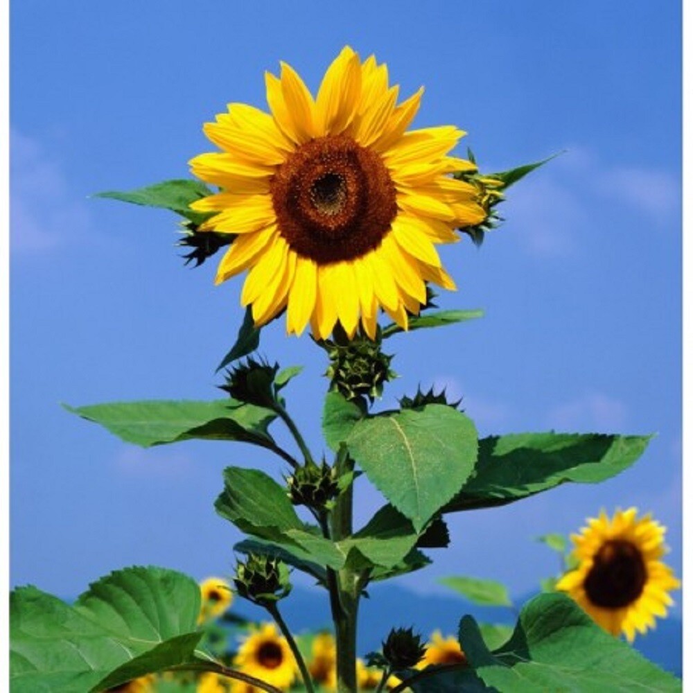 SUNFLOWER, MAMMOTH GREY STRIPE 500 SEEDS NEWLY HARVESTED, 8-12 FOOT TALL