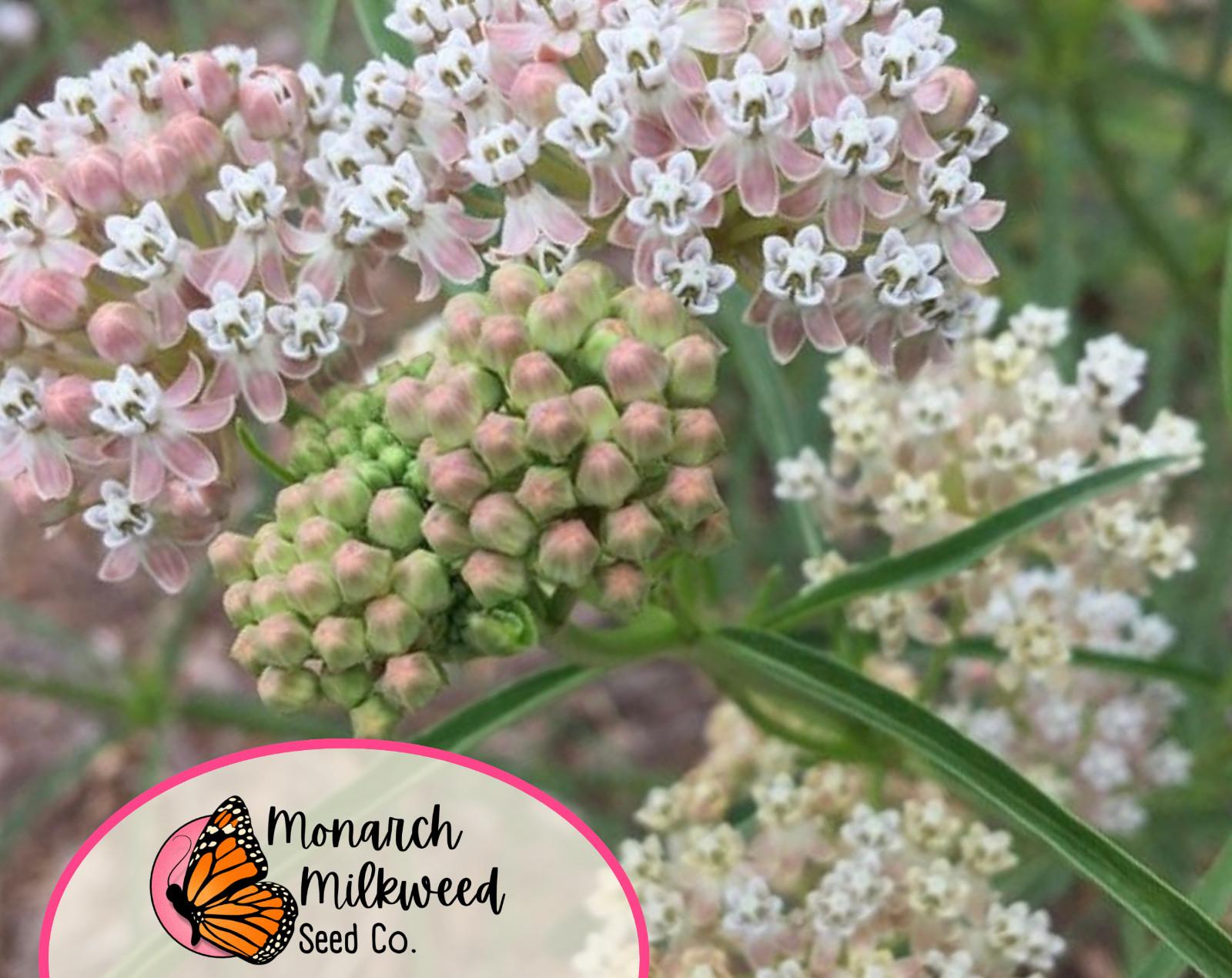 55+ Narrowleaf Milkweed Seeds | Native Perennial Wildflower, Monarch Butterfly