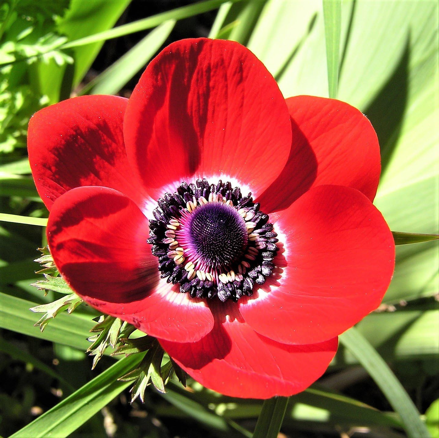 Anemone ‘His Excellency’ Plant Bulbs (20 Pack) –