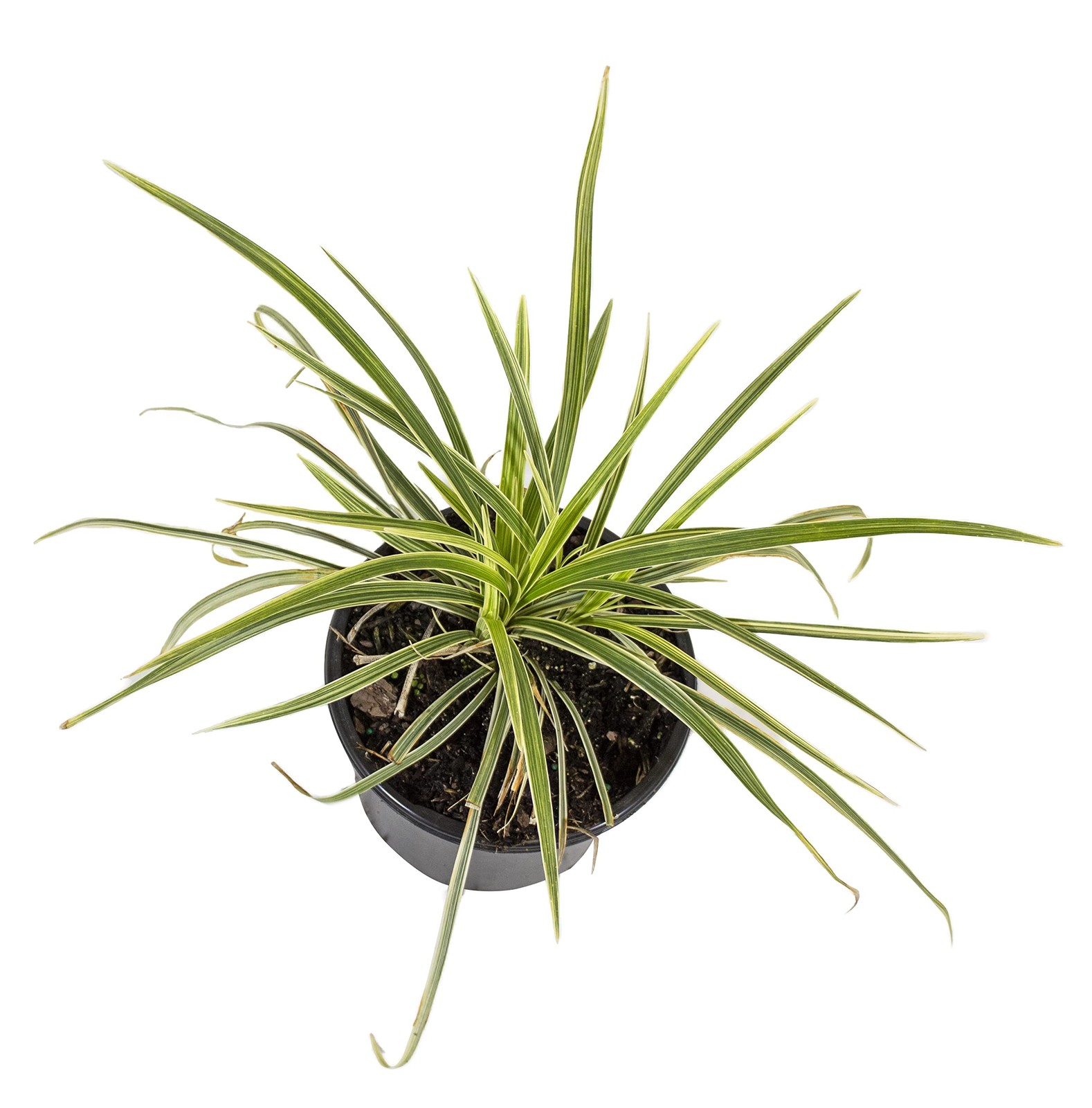 Aztec Grass Liriope Muscari, Outdoor Plants Live Ornamental Grass Plants Live…