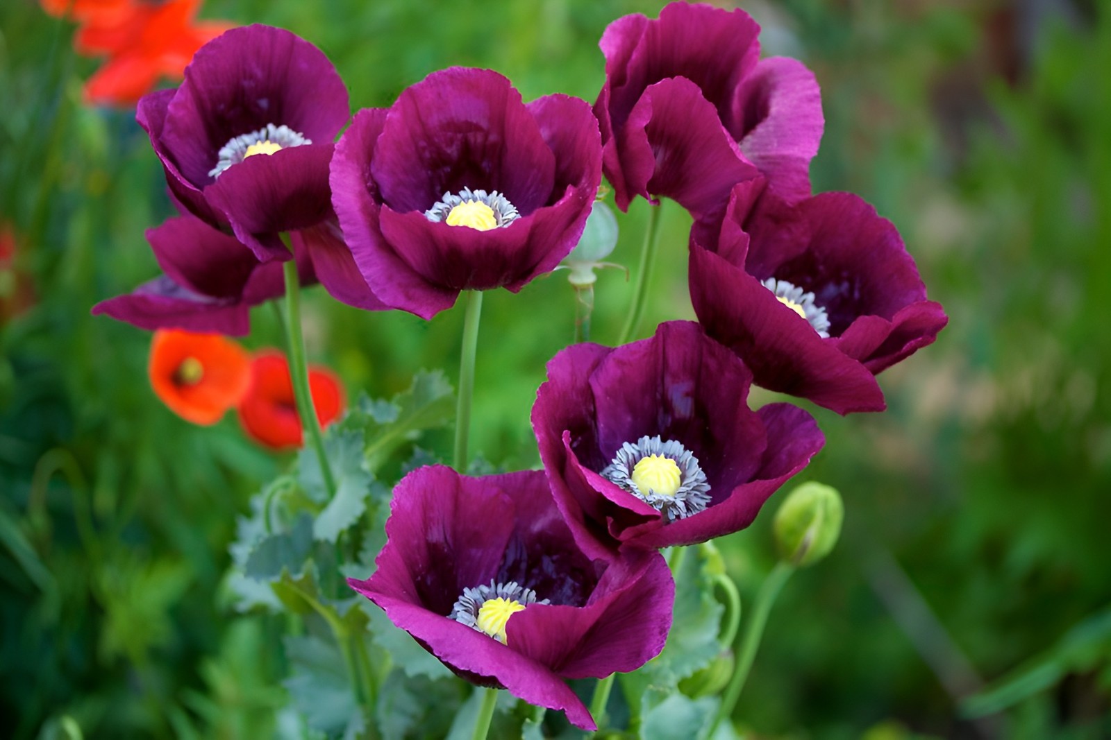 1,000 Springer Grape Poppy Seeds – P. Somniferum – Giant Blooms- Dark Purple!