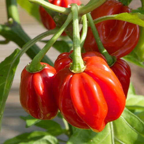 Red Scotch Bonnet Pepper Seeds | Non-GMO | Free Shipping | Seed Store | 1007
