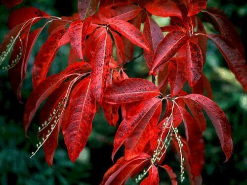 100 Lily of the Valley Sourwood Seeds (Oxydendrum arboreum) | Honey Bee Tree