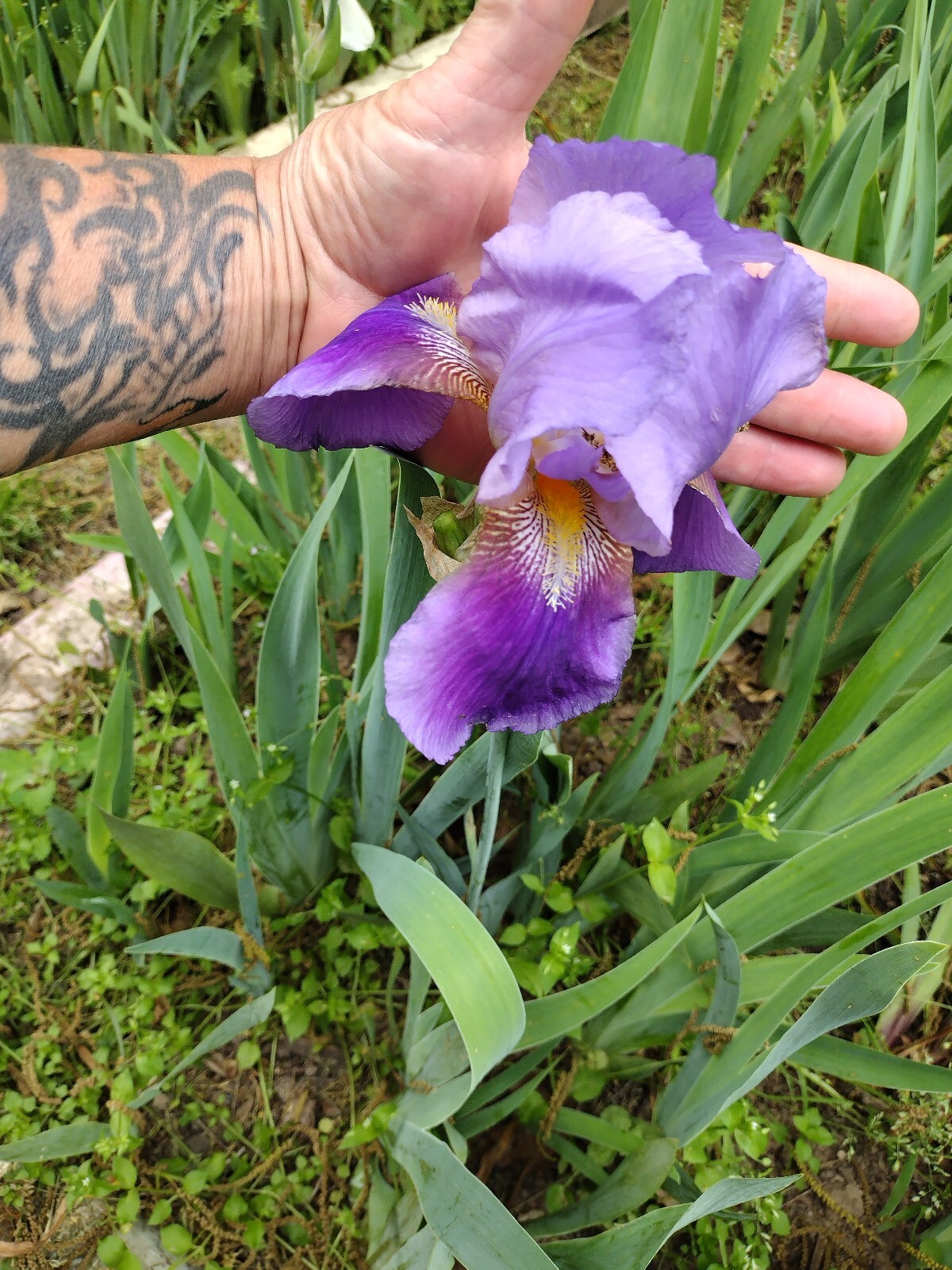 30x Fresh Bearded Iris Rhizomes Mixed Varieties