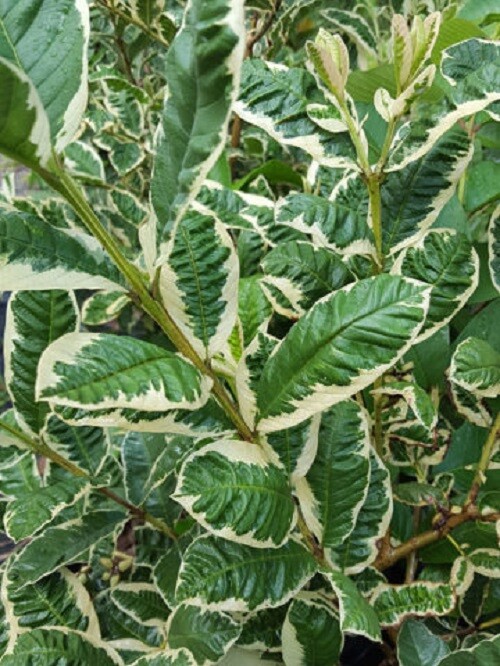 Variegated Thai Pink Guava 20 seeds