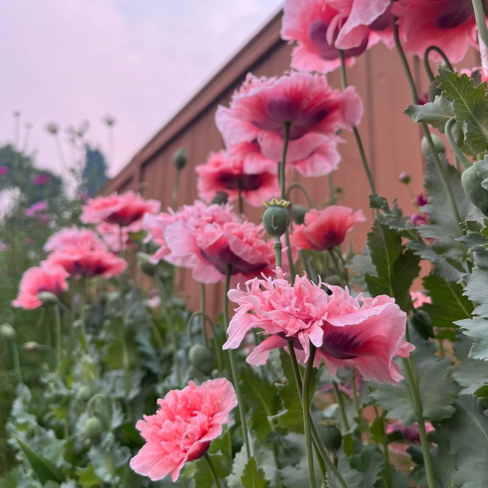 1000 Blush Orange Poppy Seeds – Papaver rhoeas for Garden Borders & Pots