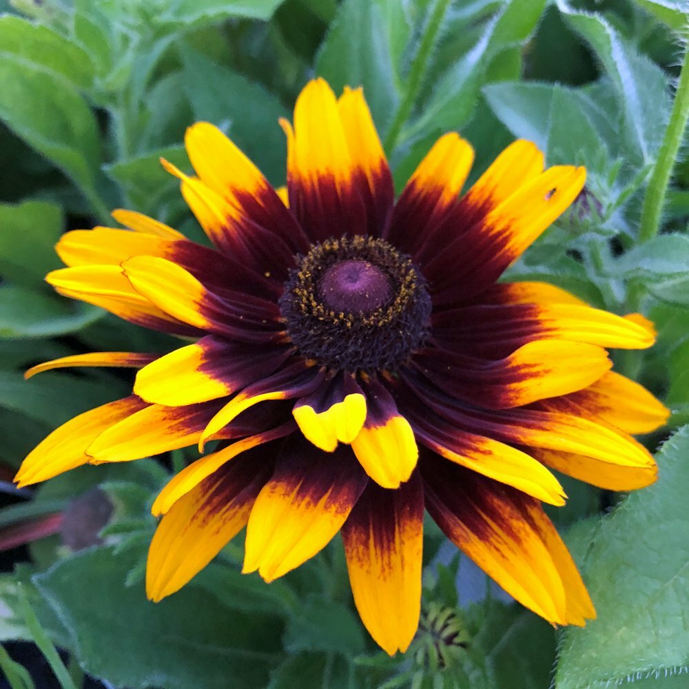 Rudbeckia Seeds Denver Daisy 50 Seeds Rudbeckia Hirta Black Eyed Susan