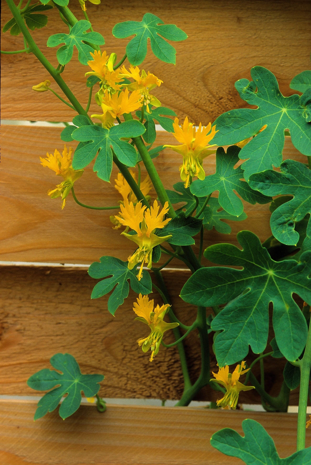 10 CANARY CREEPER NASTURTIUM Vine Tropaeolum Peregrinum Yellow Bird Flower Seeds