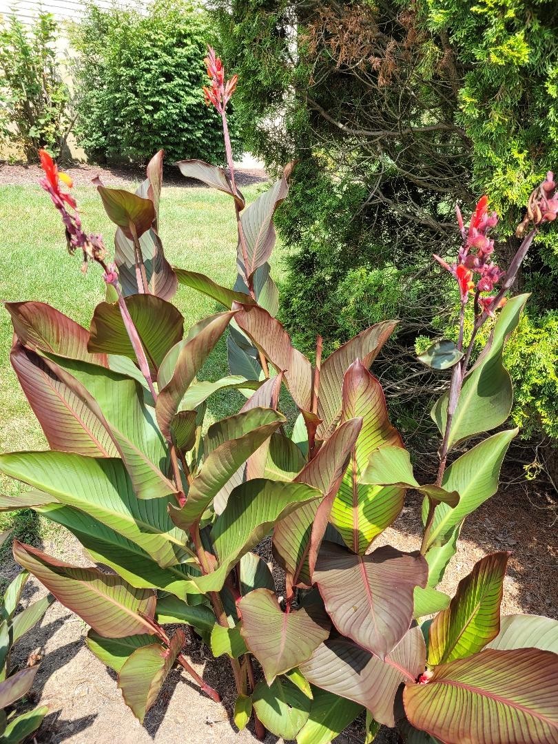 25 Canna Lily Seeds -Musifolio -Red Flwr -Bronze Leaf -6-10 ft tall Free Ship