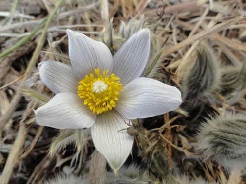 Anemone patens var. wolfgangiana | Pasque Flower | 10_Seeds