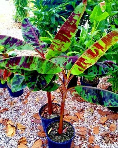 10 Red Tiger Darjeeling Banana Plant Tree Seeds (Musa sikkimensis) Hardy-Zone 5