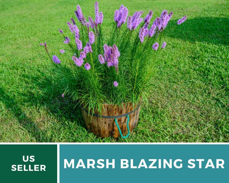 Blazing Star, Marsh – 150 Seeds, Heirloom Flower (Liatris spicata)