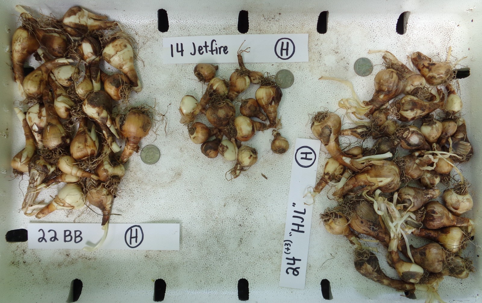197 DAFFODIL BULBS 5 Varieties PlsREAD Jonquils Narcissus FromMyGarden