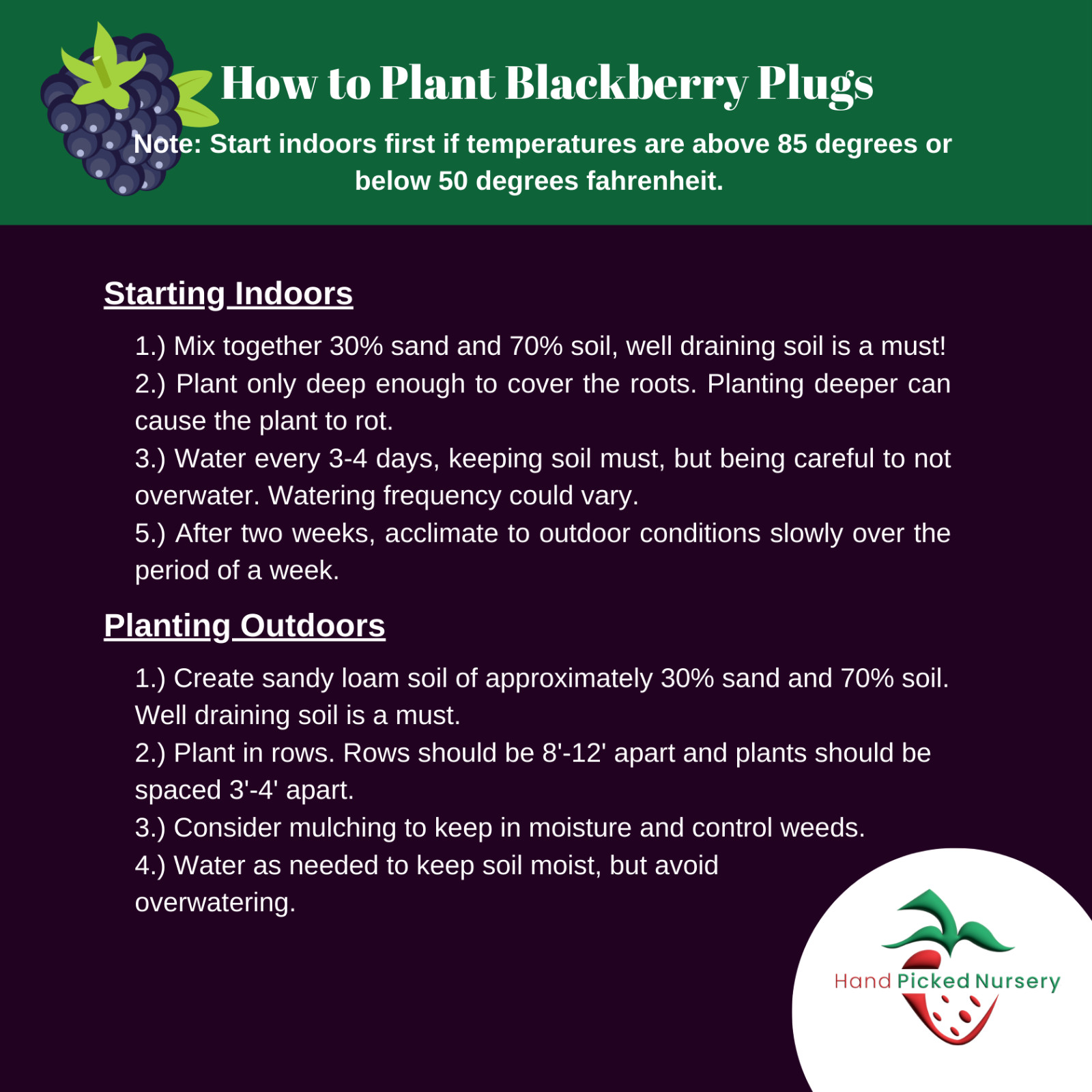 Chester Thornless Blackberry – 5 Blackberry Plants