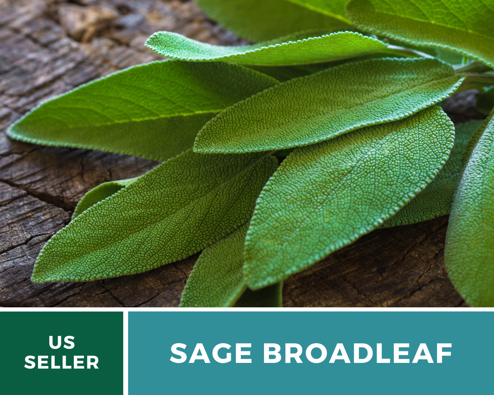 Sage – Broadleaf (Salvia Officinalis) – 100 seeds