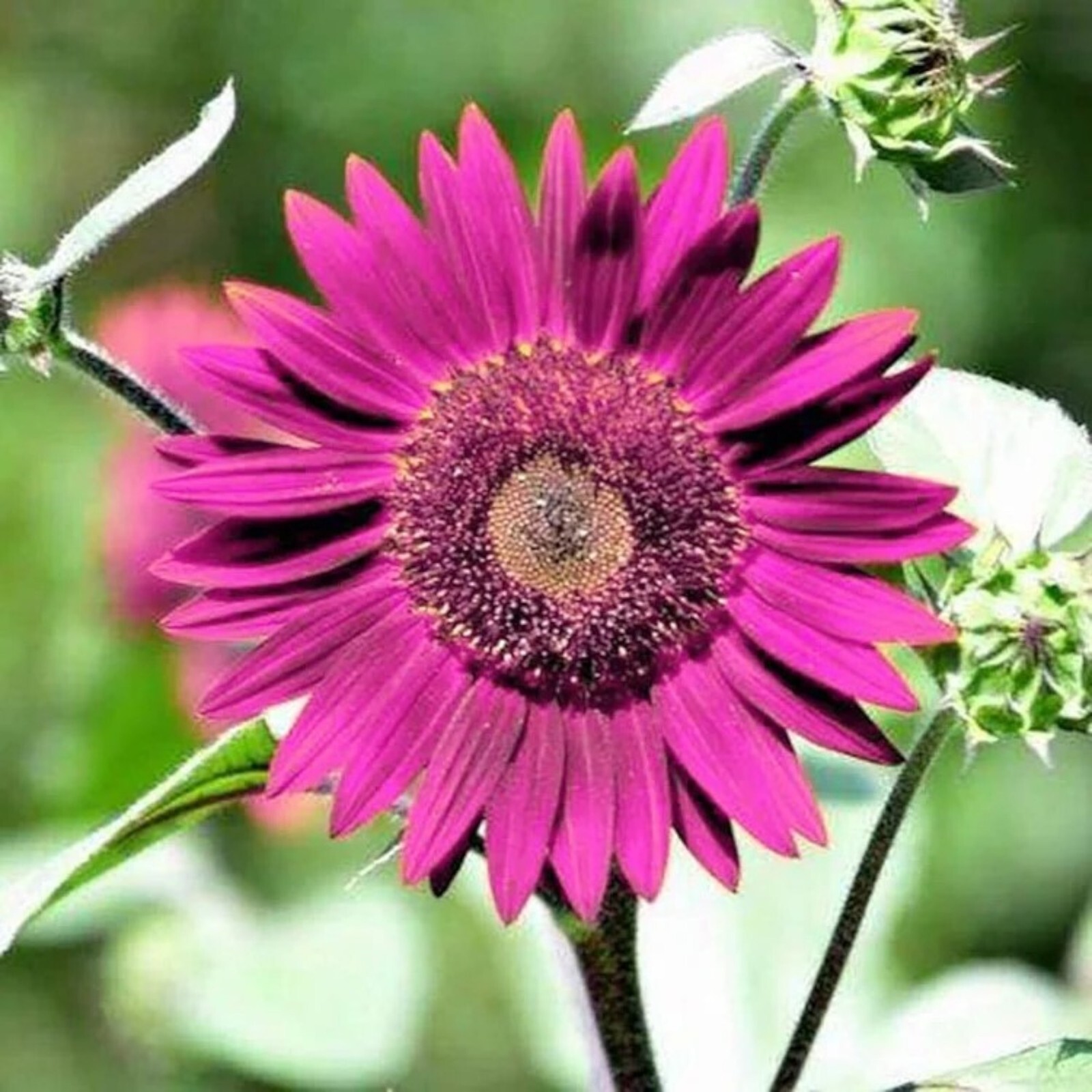 50pcs Purple Sunflower Seeds for Planting – Non GMO Heirloom Garden