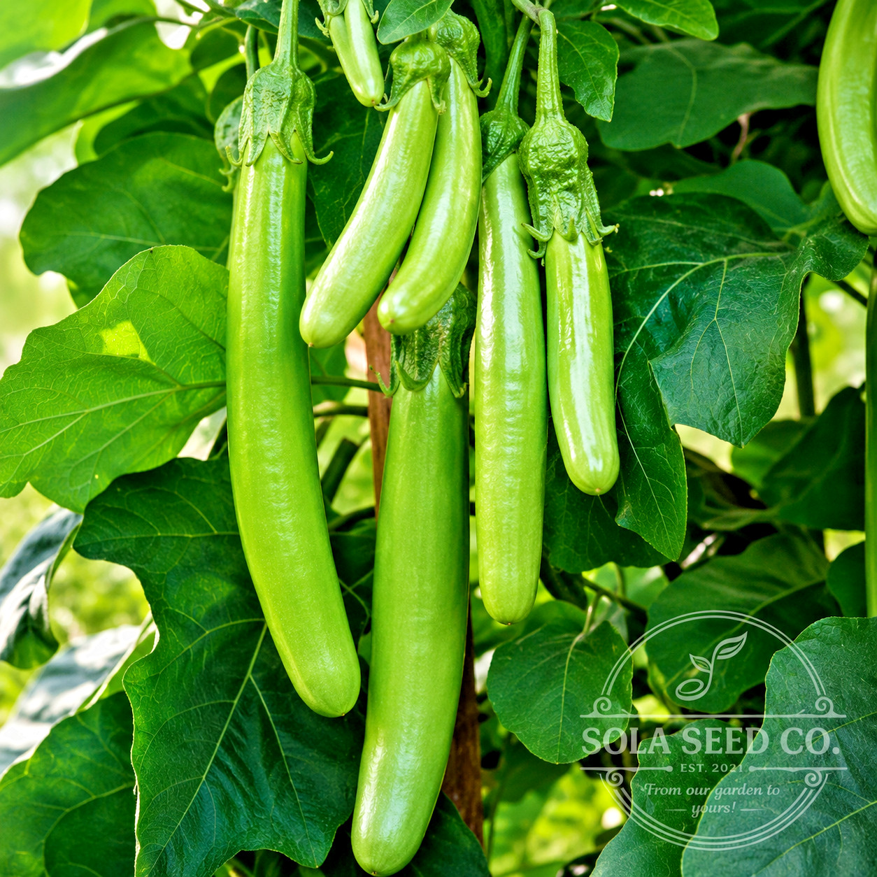 25 Louisiana LONG GREEN EGGPLANT Solanum Melongena Fruit Vegetable Seeds