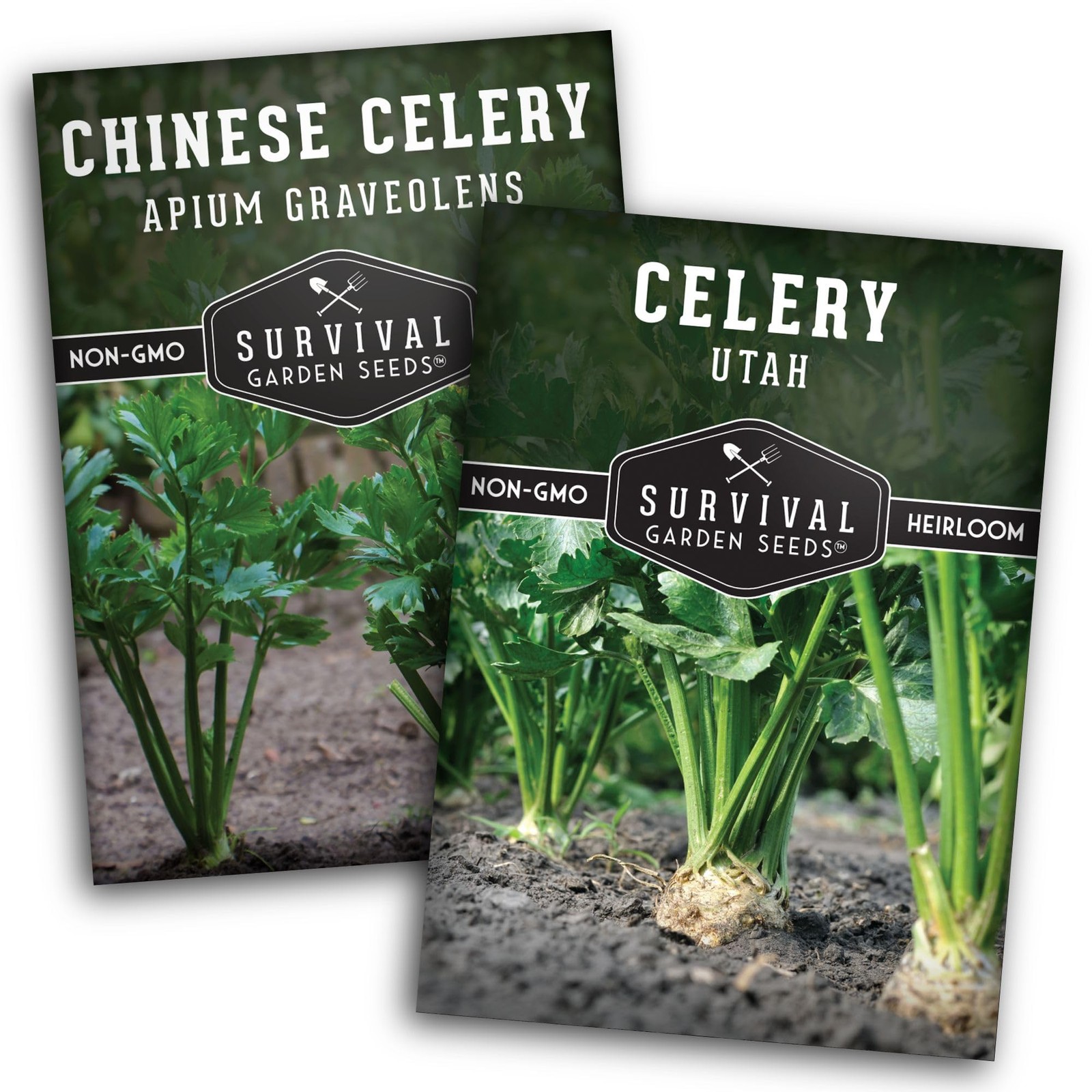 Celery Collection for Planting – 2 Packet with Instructions to Plant and Grow…