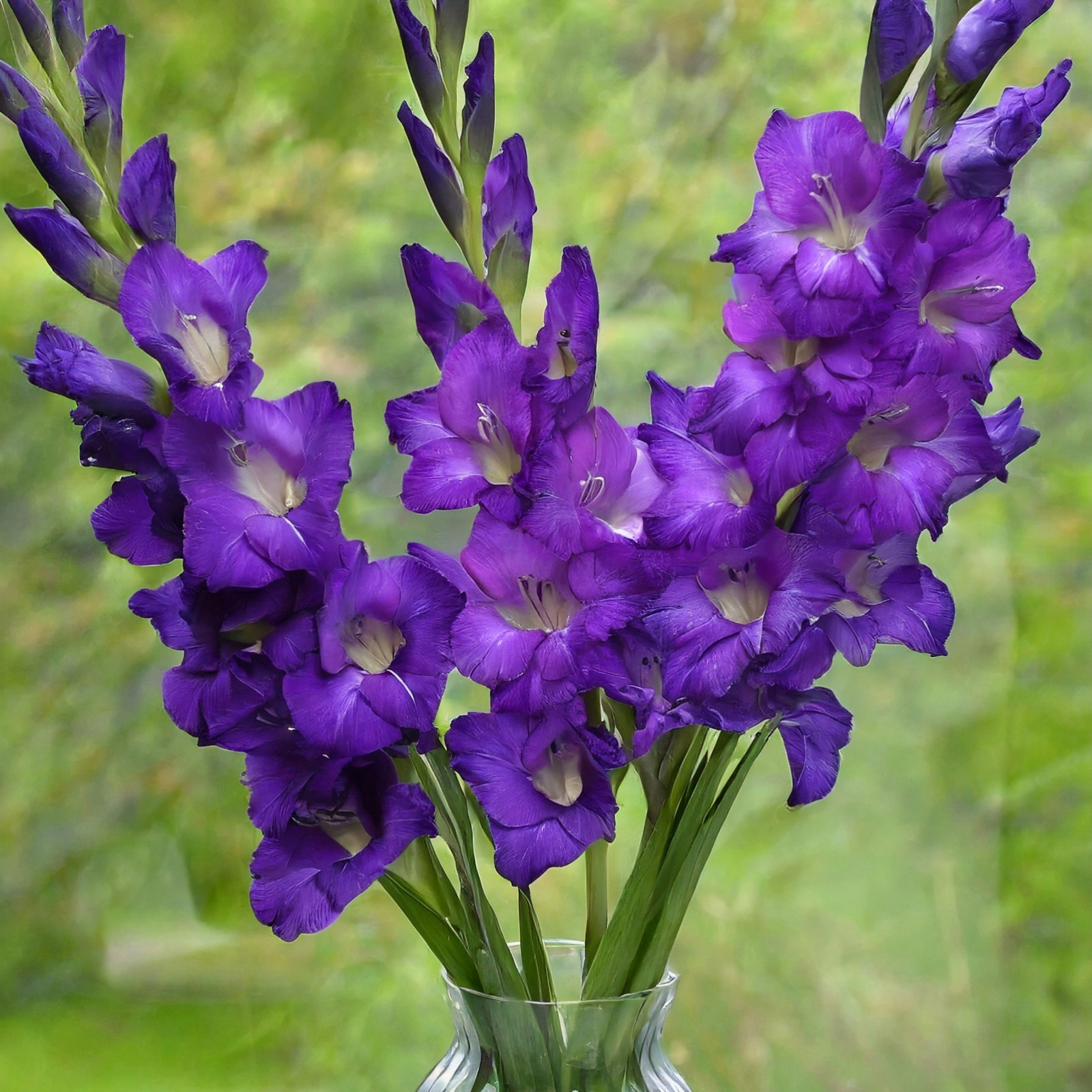 Garden State Bulb Purple Flora Gladiolus Flower Bulbs, 12/14cm, Spring