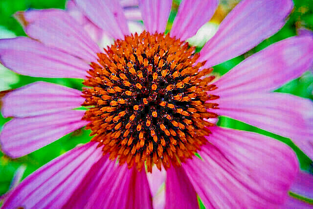 PURPLE ECHINACEA 101 SEEDS, CONEFLOWER, LARGE DAISY-LIKE FLOWERS, EZ TO GROW