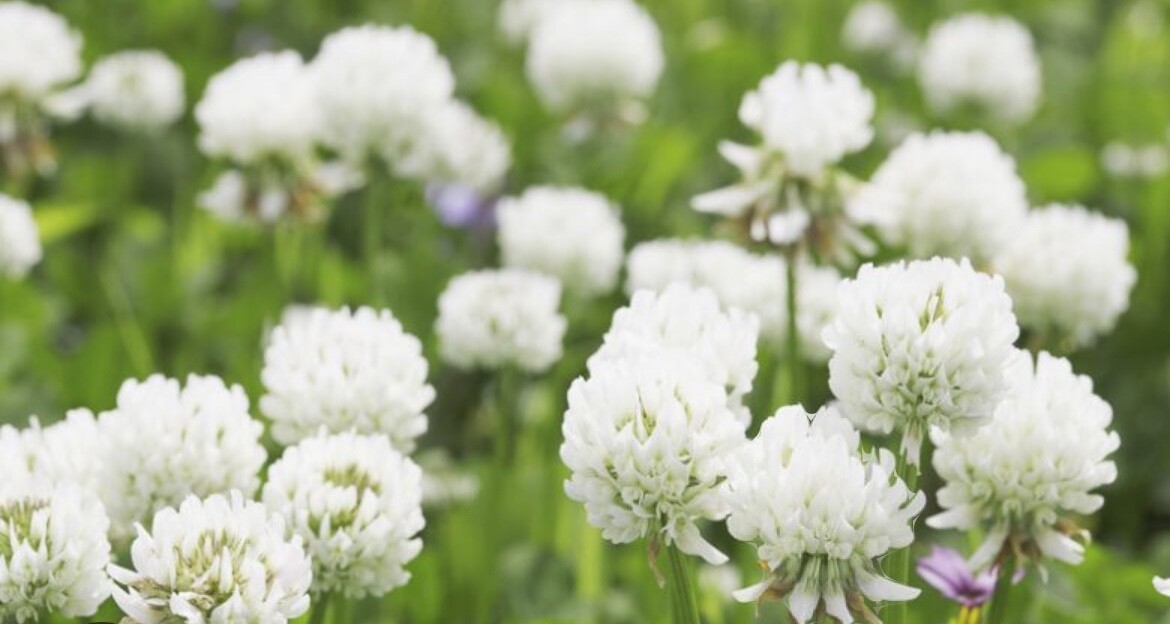 2 lbs Dutch White Clover Seed Coated and inoculated