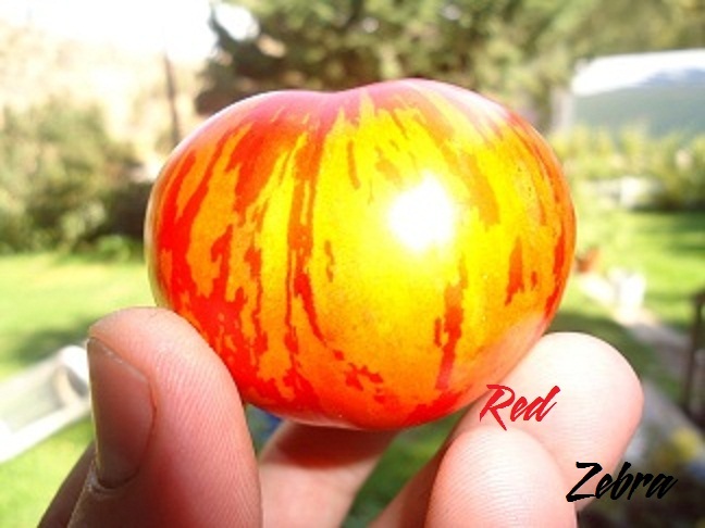 Red Zebra tomato 20 seeds *HEIRLOOM Seeds of Life