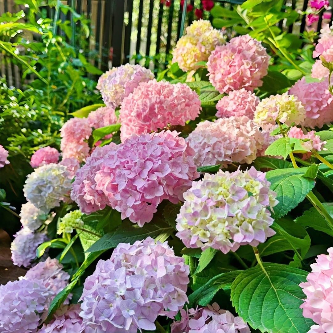 Hydrangea Seeds for Planting – 45pcs Large-Bloom Perennial Shrubs – Beautiful…