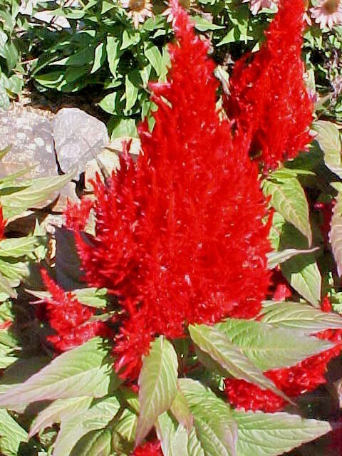 Red Celosia Pampas Plume Tall (300+ Seeds)